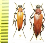 Corymbia succedanea, pair  Russia, Far East - INSECTS-STORE.RU