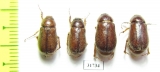 Melolonthinae sp., pair  Nepal - INSECTS-STORE.RU