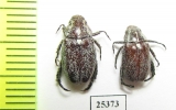 Rutelinae sp.  South Africa Rep. - INSECTS-STORE.RU