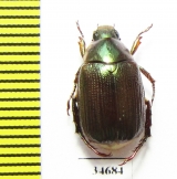 Rutelinae sp.  Indonesia, Kalimantan - INSECTS-STORE.RU