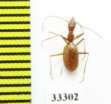 Aphaenops ochsi reymondi  France - INSECTS-STORE.RU