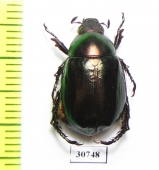 Anomala antiqua  Australia - INSECTS-STORE.RU