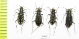 Cicindelinae sp., pair  Namibia - INSECTS-STORE.RU