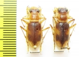 Phaeoxantha sp.  Brasilia - INSECTS-STORE.RU