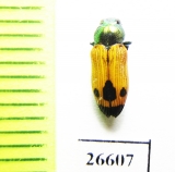 Castiarina viridiventris  Australia - INSECTS-STORE.RU