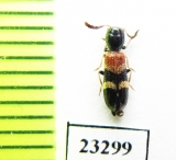 Cleridae sp. Laos - INSECTS-STORE.RU