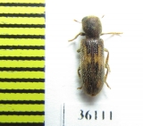 Cleridae sp.  Thailand - INSECTS-STORE.RU