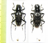 Acridoschema capricorne varians, pair  Congo - INSECTS-STORE.RU