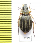 Graphipterus sp.  South Africa Rep. - INSECTS-STORE.RU