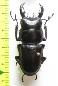 Dorcus sp.  Vietnam - INSECTS-STORE.RU