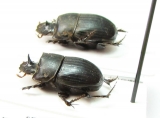 Copris sinon, pair  Senegal - INSECTS-STORE.RU