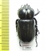 Phileurini sp.  Ecuador - INSECTS-STORE.RU