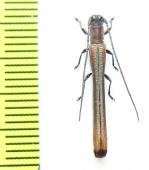 Cerambycidae sp.  Malaysia, Borneo - INSECTS-STORE.RU