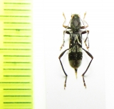 Demonax punctifemoralis  Thailand - INSECTS-STORE.RU