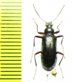 Tenebrionidae sp.  Malaysia - INSECTS-STORE.RU