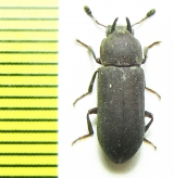 Cryphaeus sp.  Malaysia - INSECTS-STORE.RU