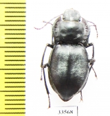 Sarothropus kiritshenkoi  Uzbekistan - INSECTS-STORE.RU