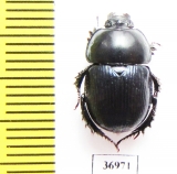 Phelotrupes shangrilensis  China - INSECTS-STORE.RU