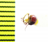 Ptinidae, Gibbium sp.  India, Rajasthan - INSECTS-STORE.RU