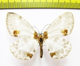 Geometridae sp.  Nepal - INSECTS-STORE.RU