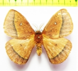 Lasiocampidae sp.  Tanzania - INSECTS-STORE.RU