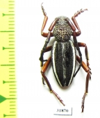 Dorcadion brunneicolle  Iran, Lorestan prov. - INSECTS-STORE.RU