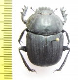 Kheper sp.  Namibia - INSECTS-STORE.RU