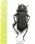 Ropalopus clavipes  Greece - INSECTS-STORE.RU