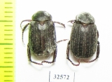 Rutelinae sp.  South Africa Rep. - INSECTS-STORE.RU