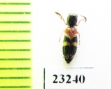 Cleridae sp. Laos - INSECTS-STORE.RU