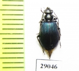 Carabidae sp.  Tanzania - INSECTS-STORE.RU