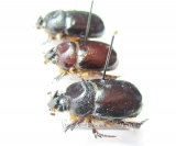 Temnorhynchus sp.  South Africa Rep. - INSECTS-STORE.RU