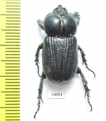 Phileurini sp.  Ecuador - INSECTS-STORE.RU