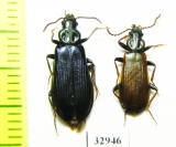 Pythidae, Pytho depressus  Russia, Tver reg. - INSECTS-STORE.RU