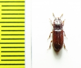 Aulonium sp.  Peru - INSECTS-STORE.RU