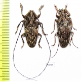 Cerambycidae sp., pair  Malaysia - INSECTS-STORE.RU