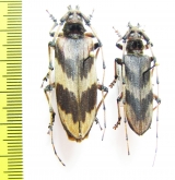 Oplatocera sp.  Thailand - INSECTS-STORE.RU