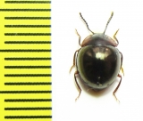 Tenebrionidae sp.  Vietnam - INSECTS-STORE.RU