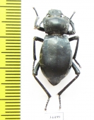 Cyphogenia aurita  Kazakhstan - INSECTS-STORE.RU