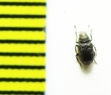 Rhaphitropis marchicus  Belorussia - INSECTS-STORE.RU