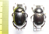 Phelotrupes laevistriatus  Russia, Kunaschir isl. - INSECTS-STORE.RU