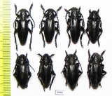 Dorcadion carinatum, pair  Russia, Volgograd reg. - INSECTS-STORE.RU