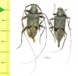 Cerambycidae sp., pair  Mexico - INSECTS-STORE.RU