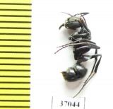 Formicidae sp.  South Africa Rep. - INSECTS-STORE.RU