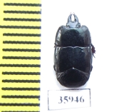 Hololepta sp.  Tanzania - INSECTS-STORE.RU