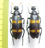 Meloidae sp.  South Africa Rep. - INSECTS-STORE.RU
