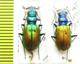 Cicindela scutellaris, pair  USA - INSECTS-STORE.RU