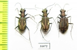 Cylindera obliquefasciata, pair  Tajikistan - INSECTS-STORE.RU