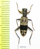 Cleridae sp. Laos - INSECTS-STORE.RU