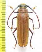 Orthomegas cinnamomeus  Peru - INSECTS-STORE.RU